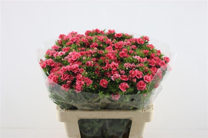 <h4>Di Barb Doblino Salmon</h4>