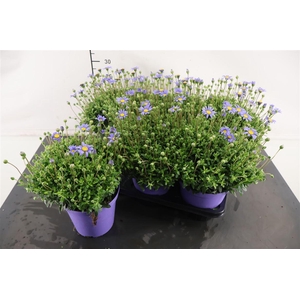 Agathea 14 Cm. P. Felicia