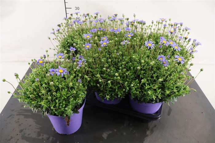 <h4>Agathea 14 Cm. P. Felicia</h4>