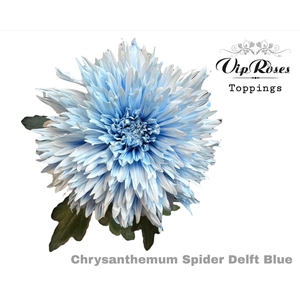 Chr G Spider Delft Blue