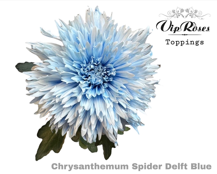 CHR G SPIDER DELFT BLUE