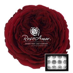 Amelia Pin02