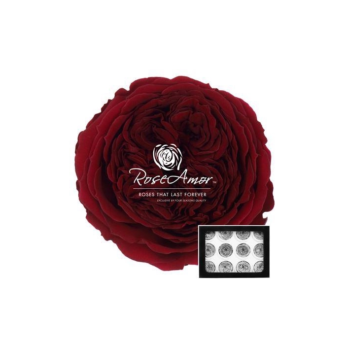 <h4>Amelia Pin02</h4>