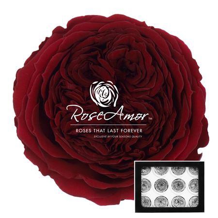 <h4>Amelia Pin02</h4>