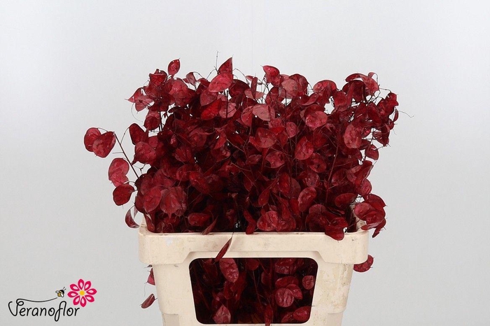 <h4>SNIJBL OV KLB H% BS</h4>