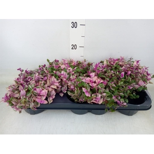 Tradescantia flum. 'Quadricolor'