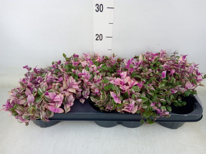 <h4>Tradescantia flum. 'Quadricolor'</h4>