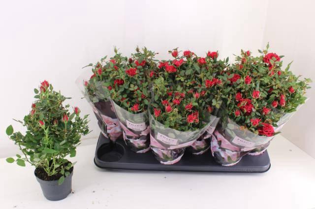 <h4>RO VICTORY OV</h4>