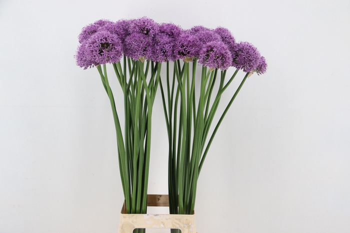 <h4>ALLIUM GLADIATOR</h4>