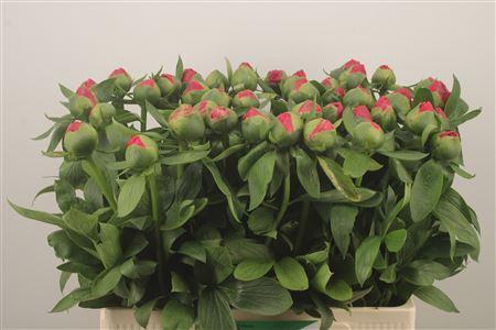 <h4>Paeo L Flame</h4>