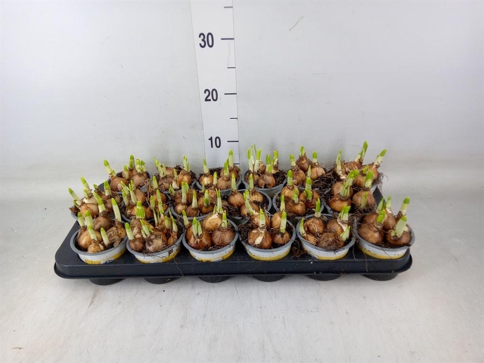 <h4>Narcissus  'Tete a tete'</h4>