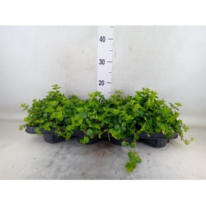 Peperomia rotundifolia