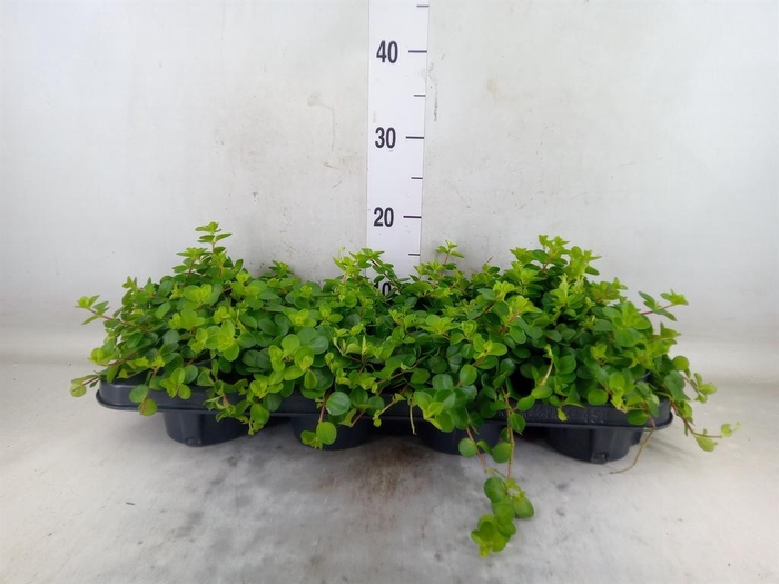 <h4>Peperomia rotundifolia</h4>