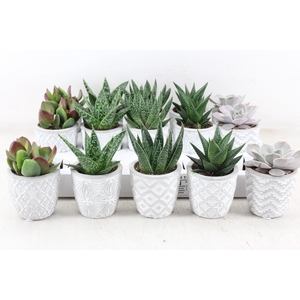 arr3 OV - Ker. Stockholm x15