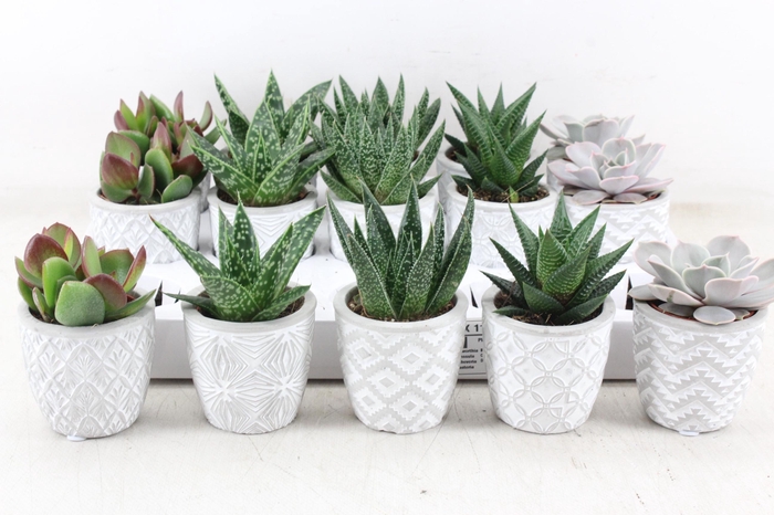 <h4>arr3 OV - Ker. Stockholm x15</h4>