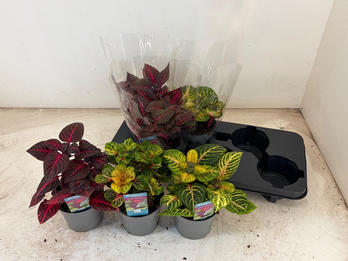 <h4>IRESINE HERBSTII</h4>