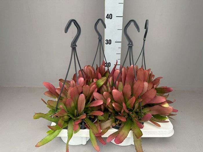 <h4>Rhipsalis</h4>