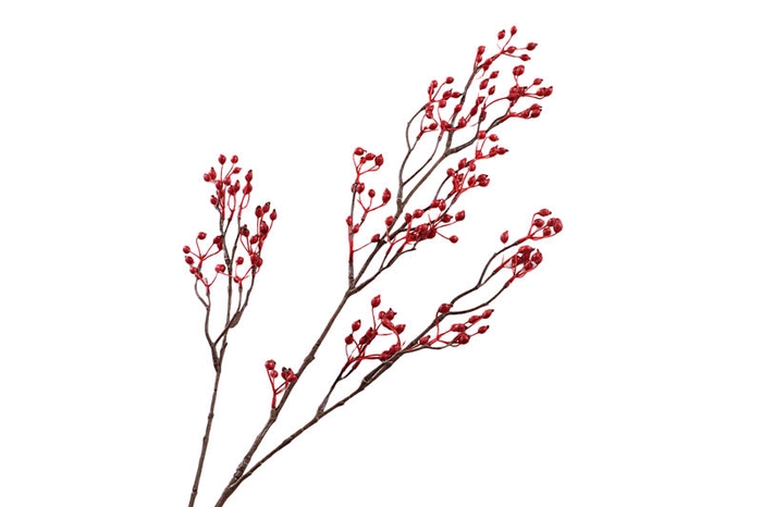 Rosehip Branch Corallo Red