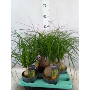 Beaucarnea recurvata