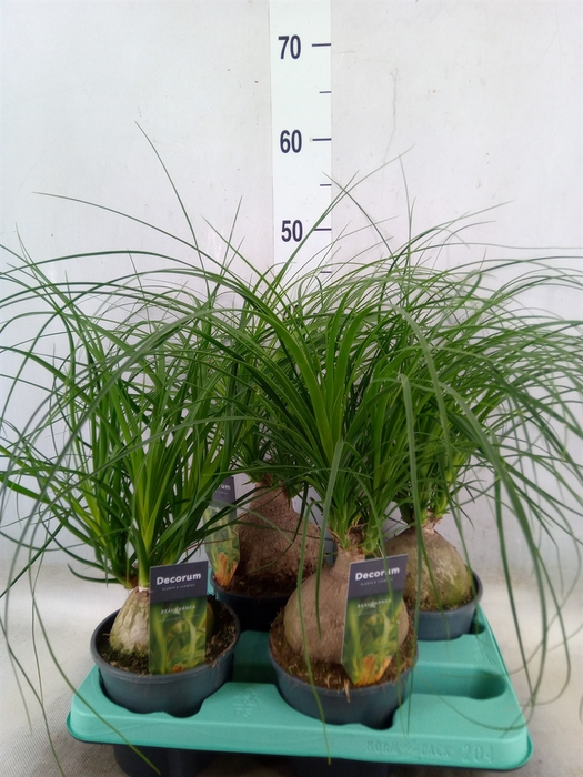 <h4>Beaucarnea recurvata</h4>