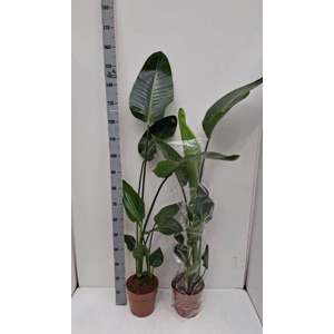 STRELITZIA NICOLAI