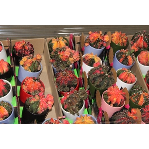 CACTUS GYMNOCALYCIUM MIHANOVICHII VB C08