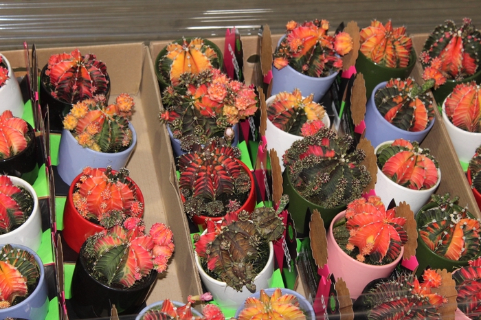 <h4>CACTUS GYMNOCALYCIUM MIHANOVICHII VB C08</h4>