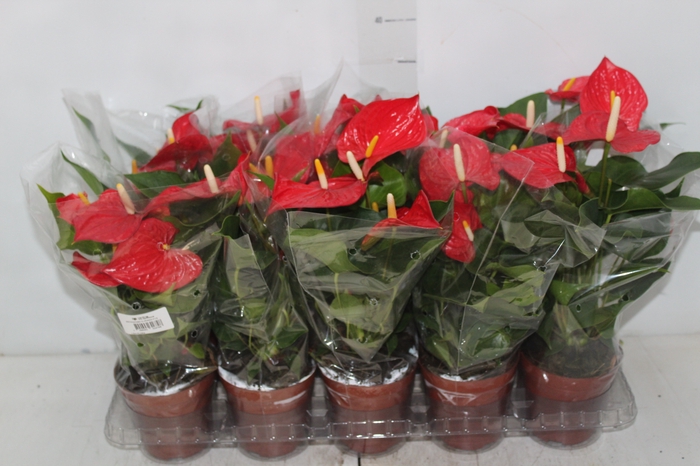 <h4>ANTHURIUM VARIADO P12</h4>