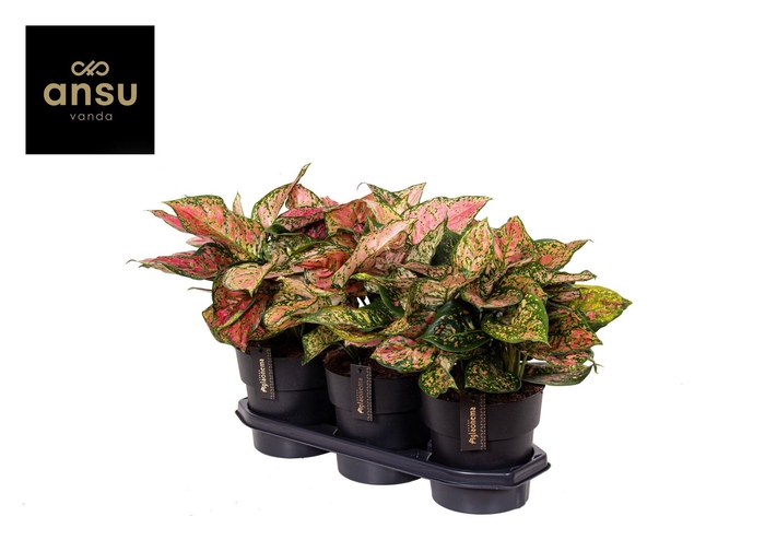 <h4>Aglaonema Crimson Love</h4>