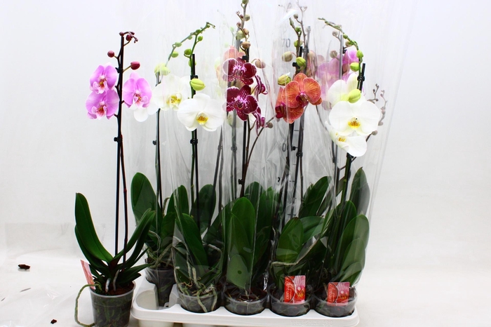 <h4>PHAL GEM</h4>