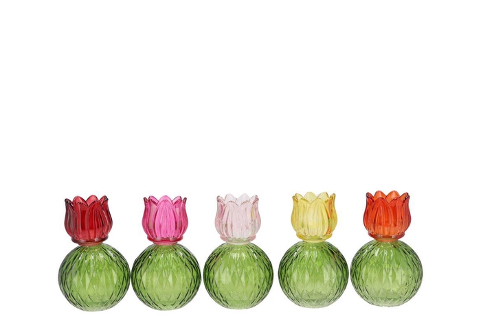 <h4>Bicolore Multi Color Mix Tulip T-light Ass 11x17cm</h4>