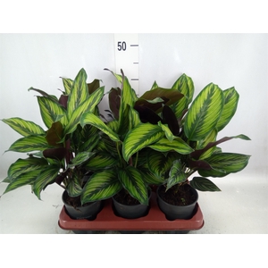 Calathea   ...