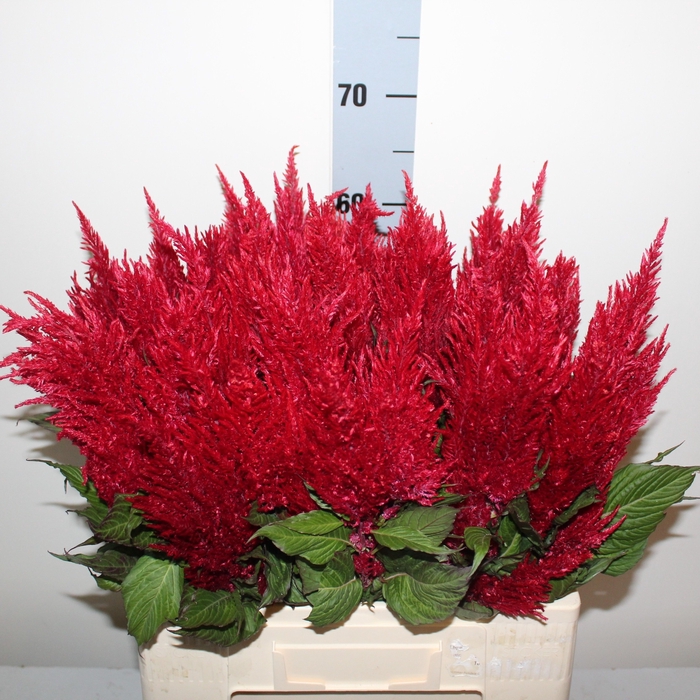 <h4>CEL P CENT ROOD</h4>
