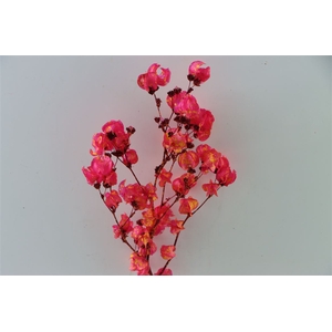 Dried Artz Bougainvillea Dali Bunch Slv