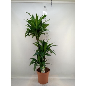 Dracaena frag. 'Janet Craig'