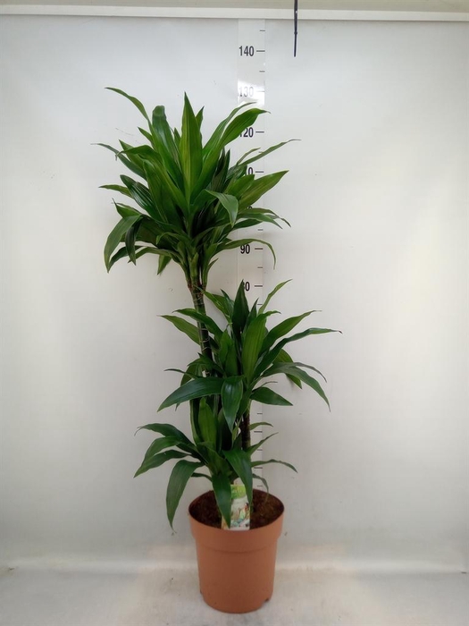<h4>Dracaena frag. 'Janet Craig'</h4>