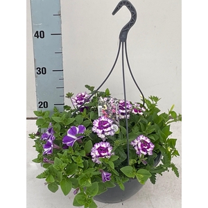 PERKPL GEM IN POT