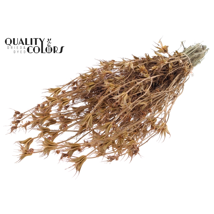<h4>Nigella Oriëntalis per bunch Frosted Salmon</h4>