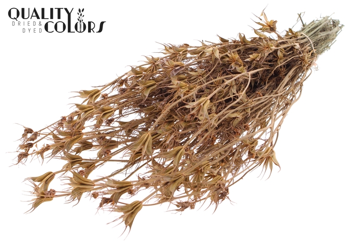 <h4>Nigella Oriëntalis per bunch Frosted Salmon</h4>