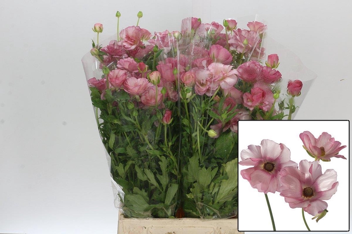 <h4>RAN BUTTERFLY LYCIA</h4>