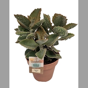 KALANCHOE BEHARENSIS