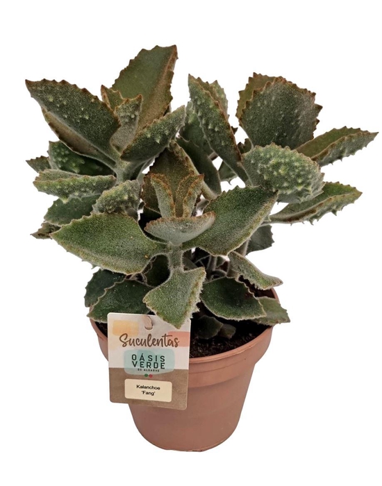 <h4>KALANCHOE BEHARENSIS</h4>