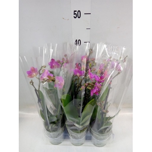 Phalaenopsis multi. 'Pink Flamingo'