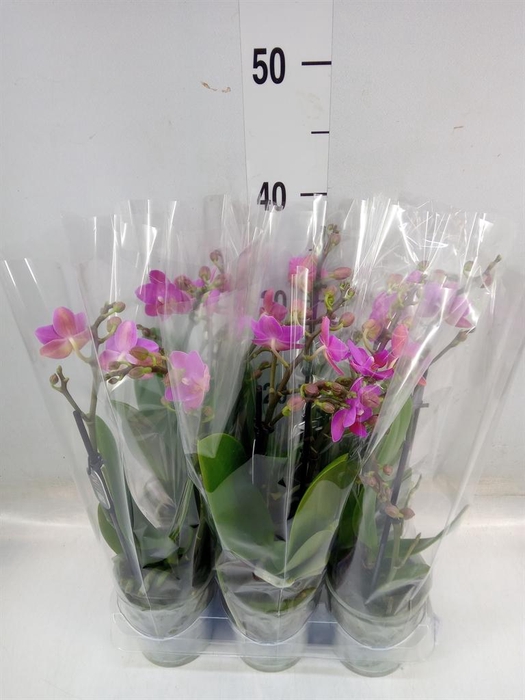 <h4>Phalaenopsis multi. 'Pink Flamingo'</h4>