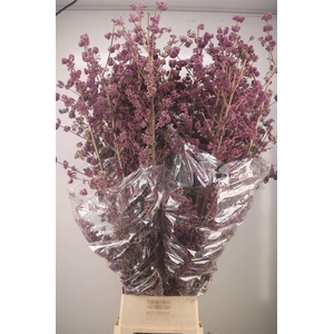 CALLICARPA BOD PROFU EX 160CM*