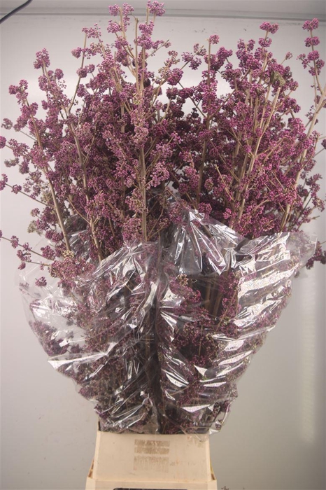 <h4>CALLICARPA BOD PROFU EX 160CM*</h4>