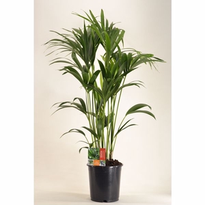 KENTIA - P24 H120 - 6PP (Howea forsteriana)