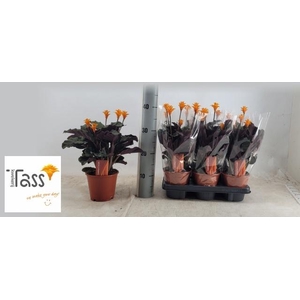 CALAT CROCATA