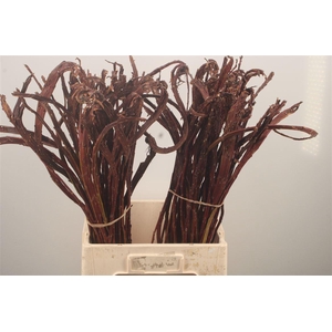 Salix Sekka Bandwilg