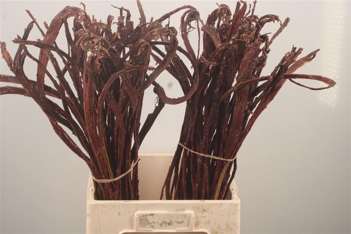 <h4>Salix Sekka Bandwilg</h4>